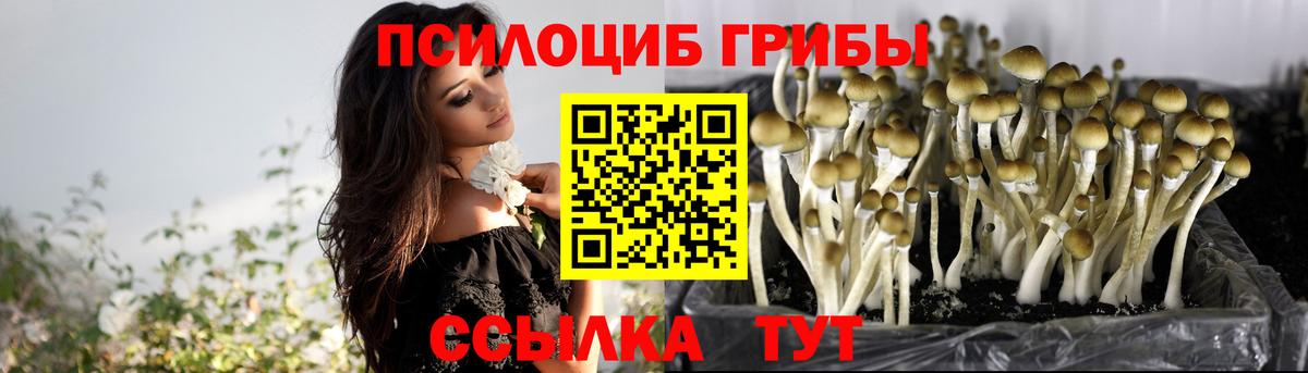Ставрополь  Псилоцибиновые грибы мицелий  Псилоцибиновые грибы Psilocybe  Вход с VPN 